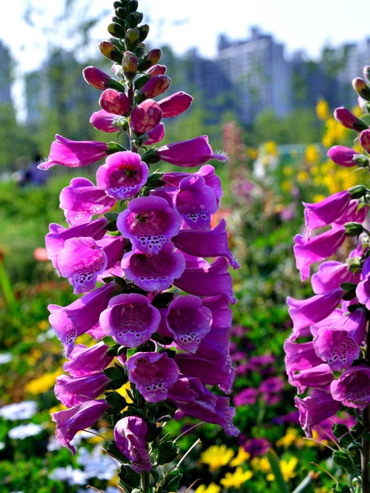 1000 PURPLE FOXGLOVE Digitalis Purpurea Flower Seeds