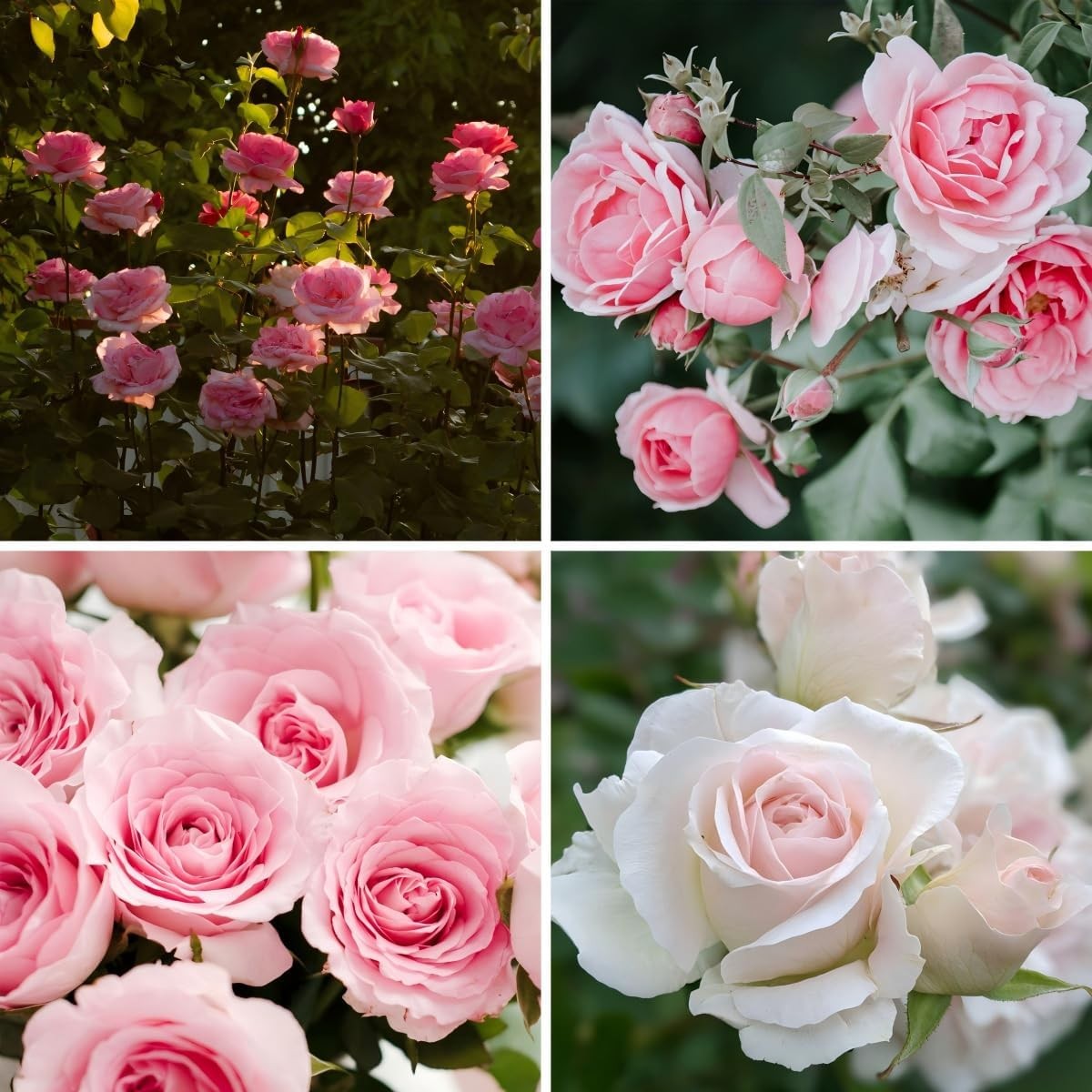 150+ Pink Rose Seeds Fragrant Perennial Flower Shrub Non-GMO Heirloom Garden DIY