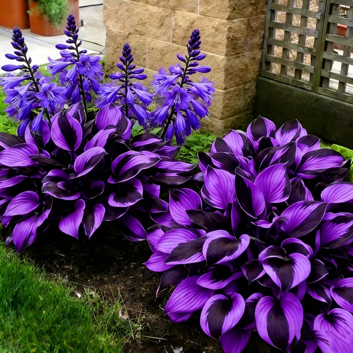 Diverse Rare Hosta Seeds for Planting – 200+pcs Fragrant Perennials for Shade