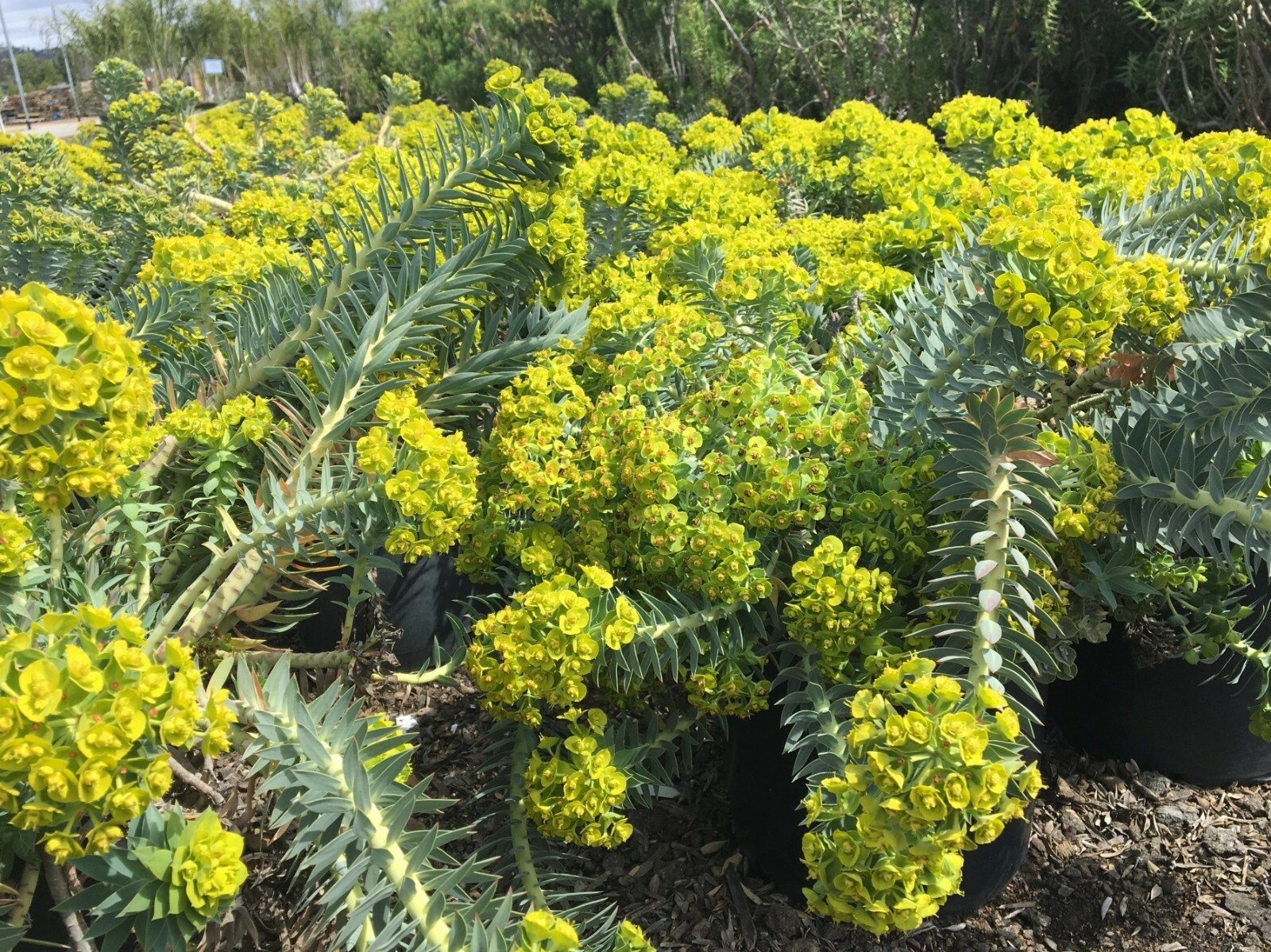 7 GOPHER SPURGE PERENNIAL SEEDS (Euphorbia lathyris – caper or paper spurge)