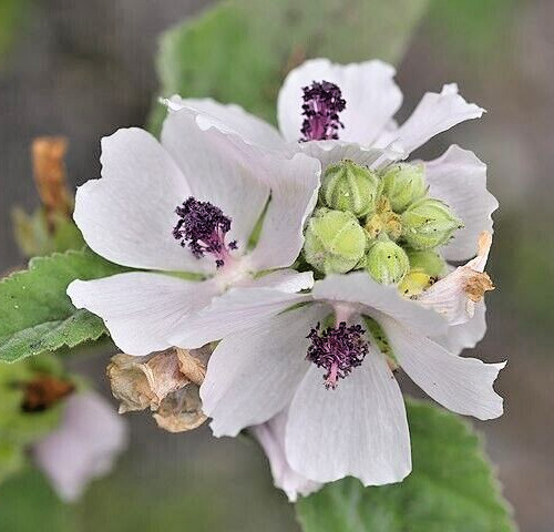 true Marshmallow 50 seeds. Georgius light pink flowers. Althaea officinalis.