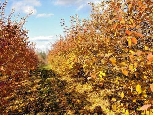 Paradise Apple | Premium Seeds | Malus pumila ‘Fruit’ | Plants’®