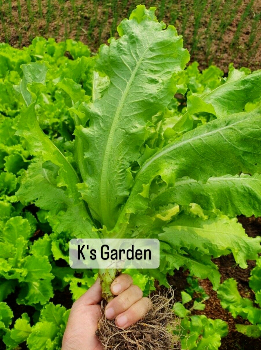 1000+PCS VIETNAMESE GREEN LETTUCE SEEDS, XÀ LÁCH XOĂN GIÒN |98% GERMINATION|