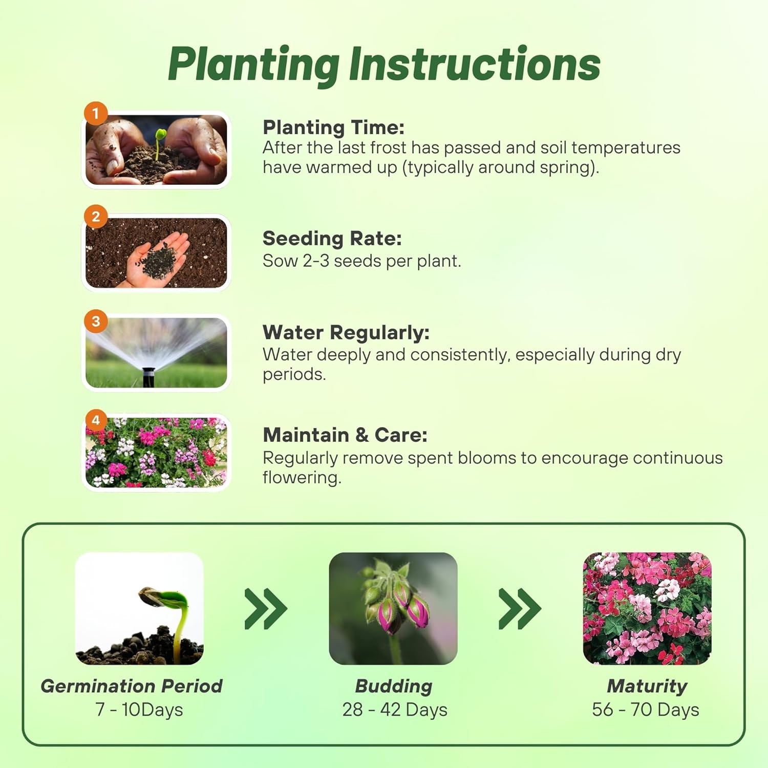 20 Seeds Flower Seed – Ivy Leaf Geranium Seeds Mix