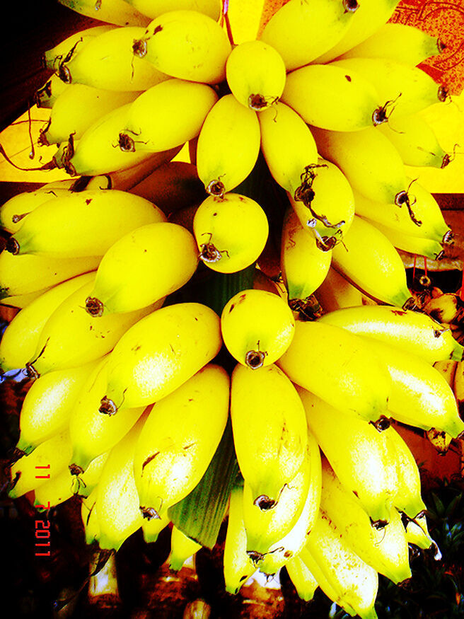 10 “DWARF” Cavendish BANANA Tree Seeds Musa acuminata Hardy Tropical Fruit Plant
