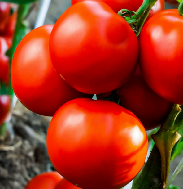 Marglobe Tomato Seeds |Heirloom Red Marvel Globe Vine Garden Vegetable Seed 2024