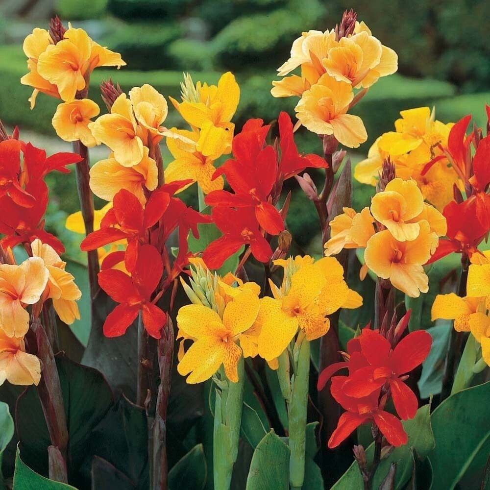 Canna Lily 3 Mixed Flower Plant Bulbs Easy Tall Pink Red Orange Yellow