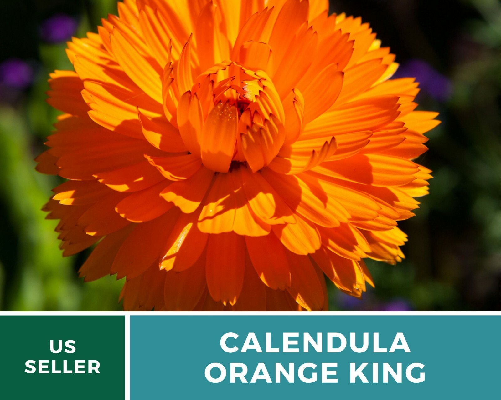 Calendula, Orange King – Heirloom Seeds – Medicinal & Pollinator Friendly Flower