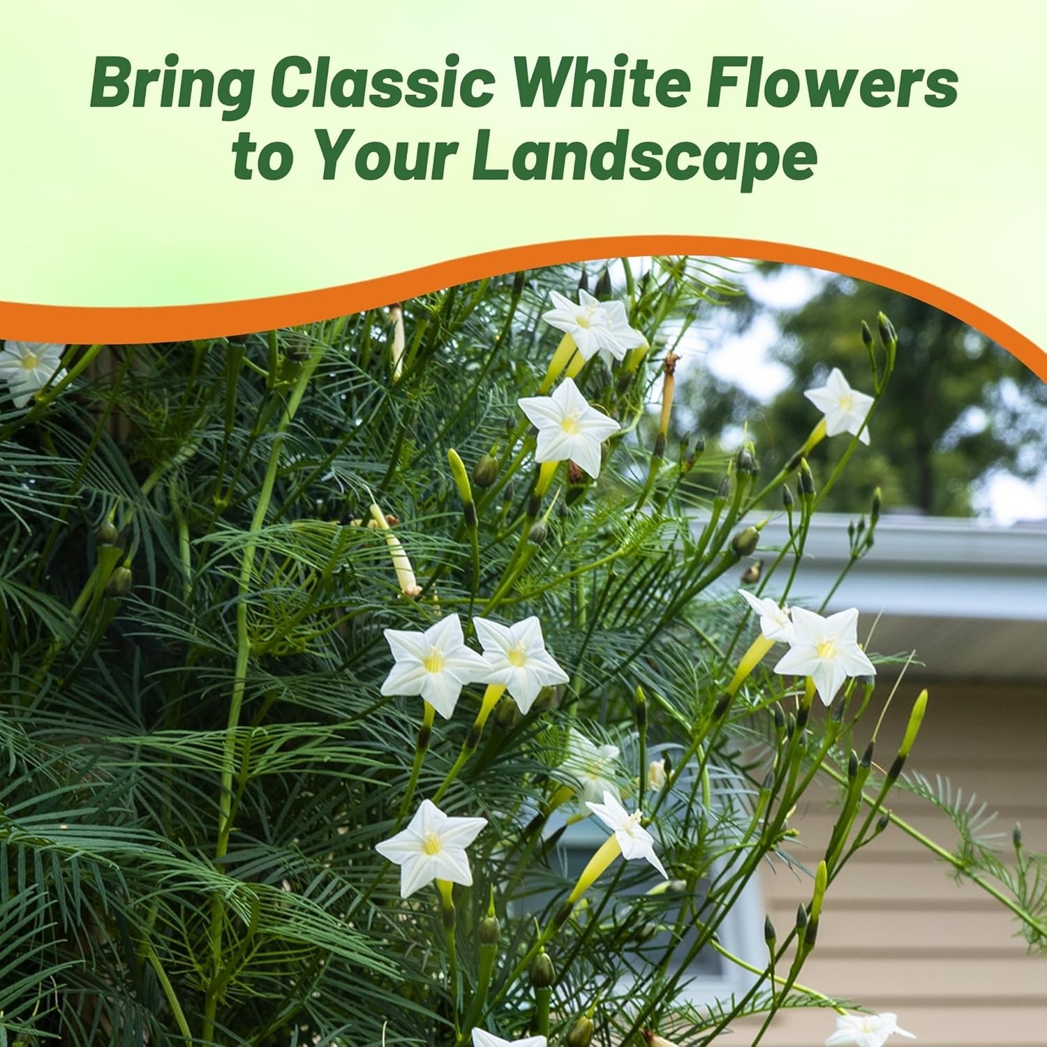 200 Seeds Cypress Vine Seeds – Ipomoea Pennata White Flower Seed