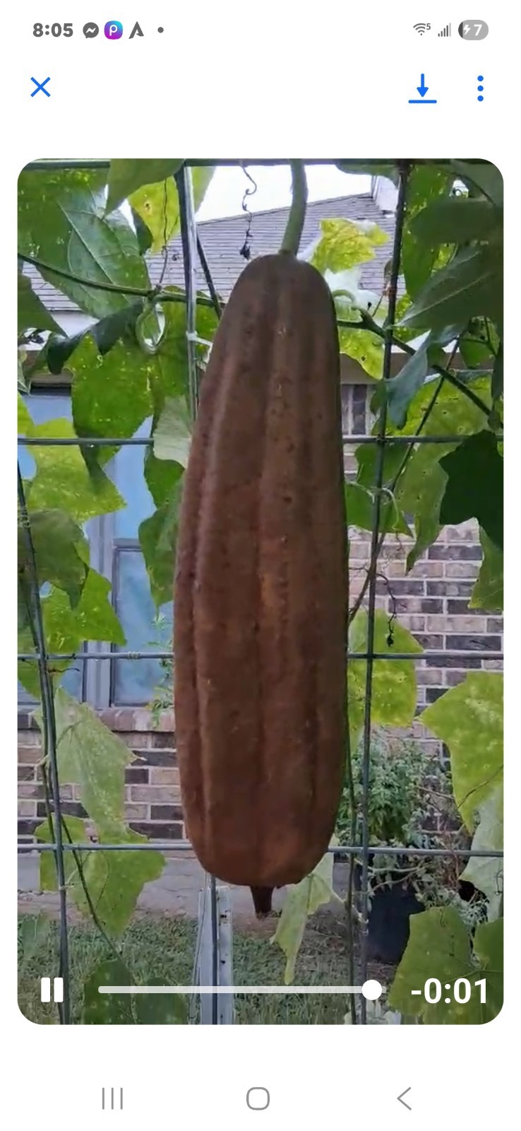 Luffah Seeds 30 Count