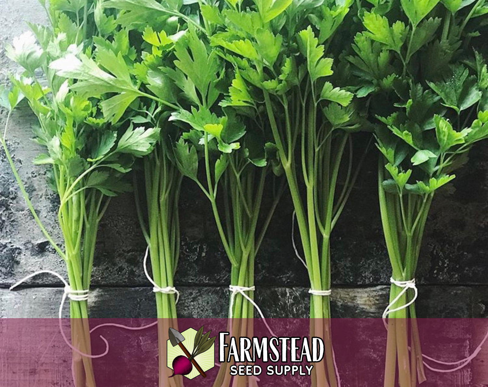 3500+ Parsley Seeds [Italian Flat Leaf] Vegetable Gardening, Heirloom, Non-GMO