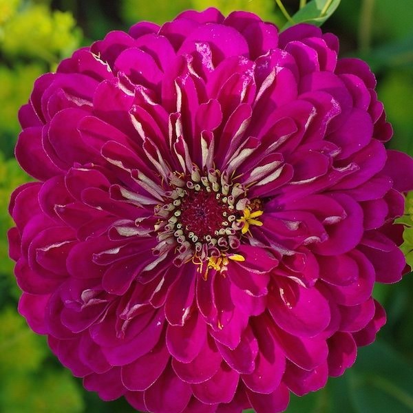 50 Purple Prince Zinnia Seeds Open Pollinating Free Shipping & Tracking