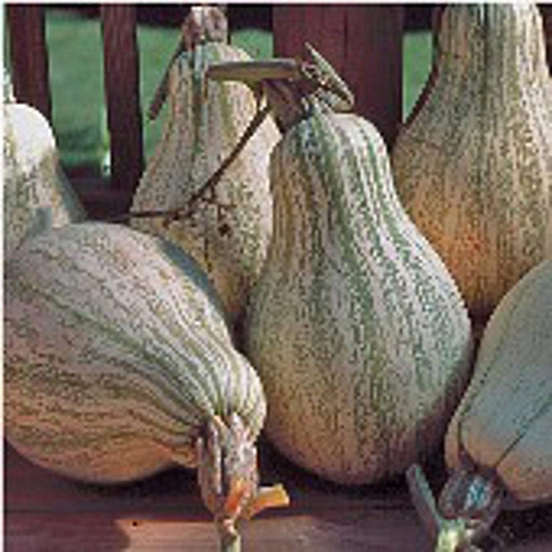 Tennessee Sweet Potato Squash Seeds (((25 Seed Packet))) (More Heirloom, Organic