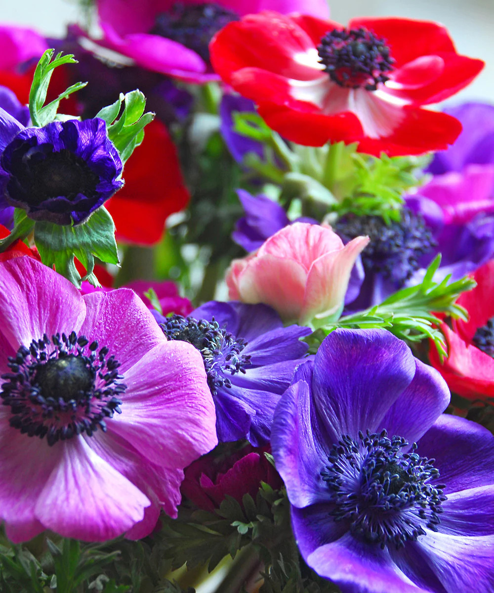 Mixed Anemone De Caen – 75 bulbs