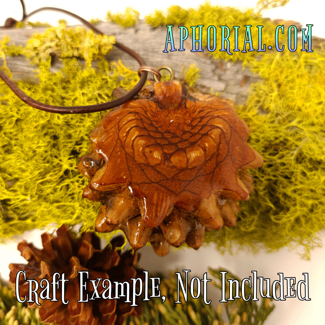 Whole Knobcone Pine Cone Pinus Attenuata Pinecones for Crafts Decorations Jewelr