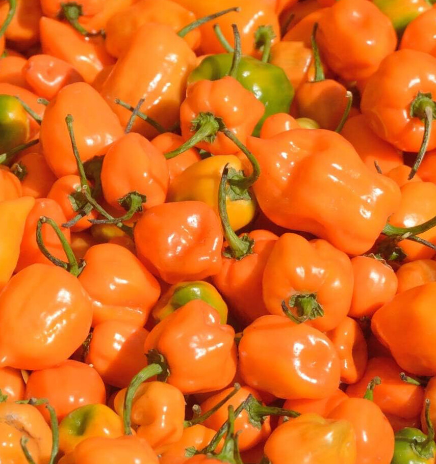 Habanero Pepper Seeds (FREE SHIPPING) Best Pepper flavor