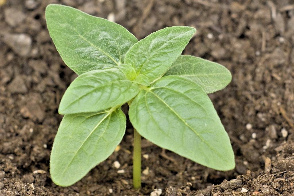51+RED SUN SUNFLOWER Seeds Branching Cut Flowers Summer Garden Native Plant Easy
