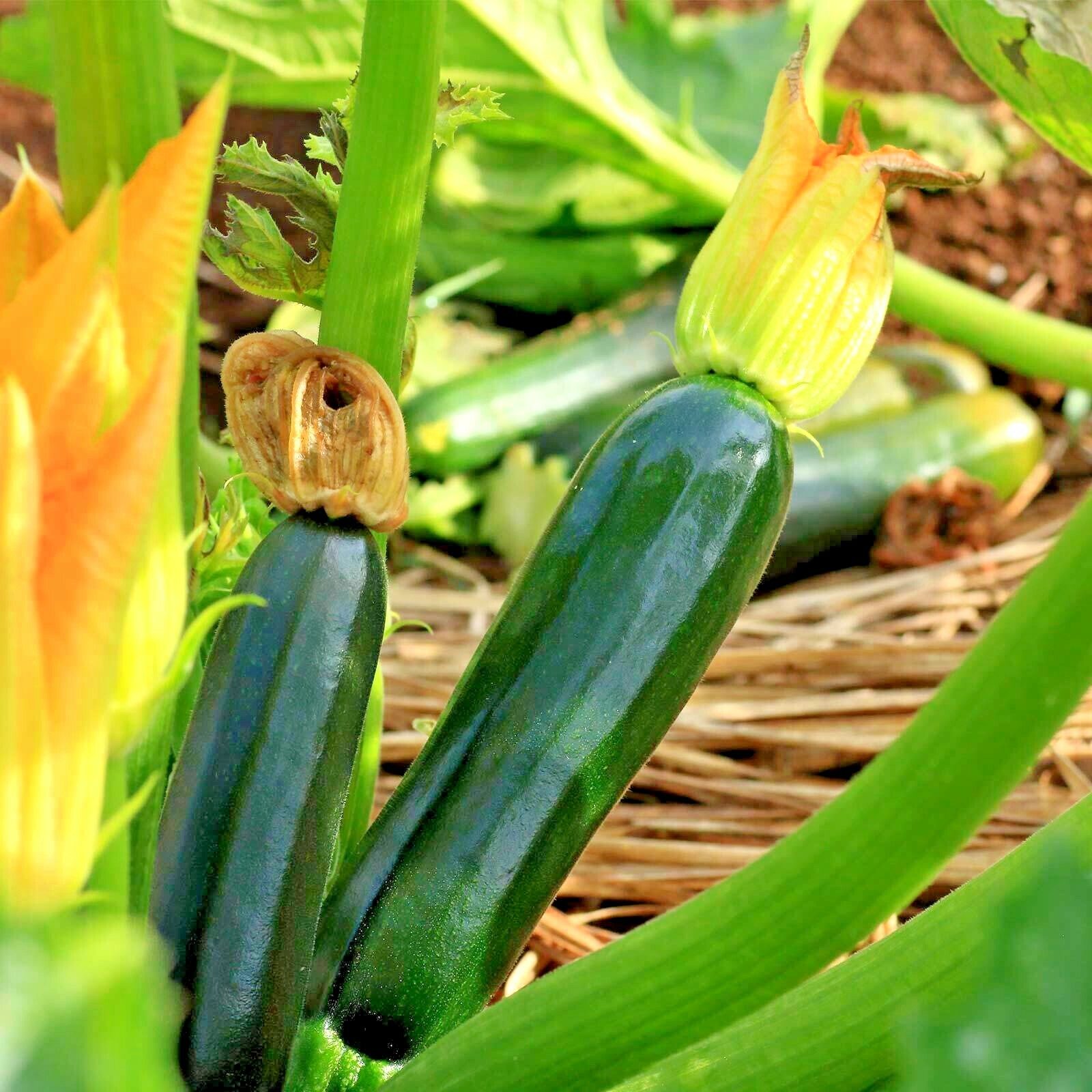 30+ Zucchini SUMMER SQUASH Seeds Black Beauty Organic Heirloom Garden Container