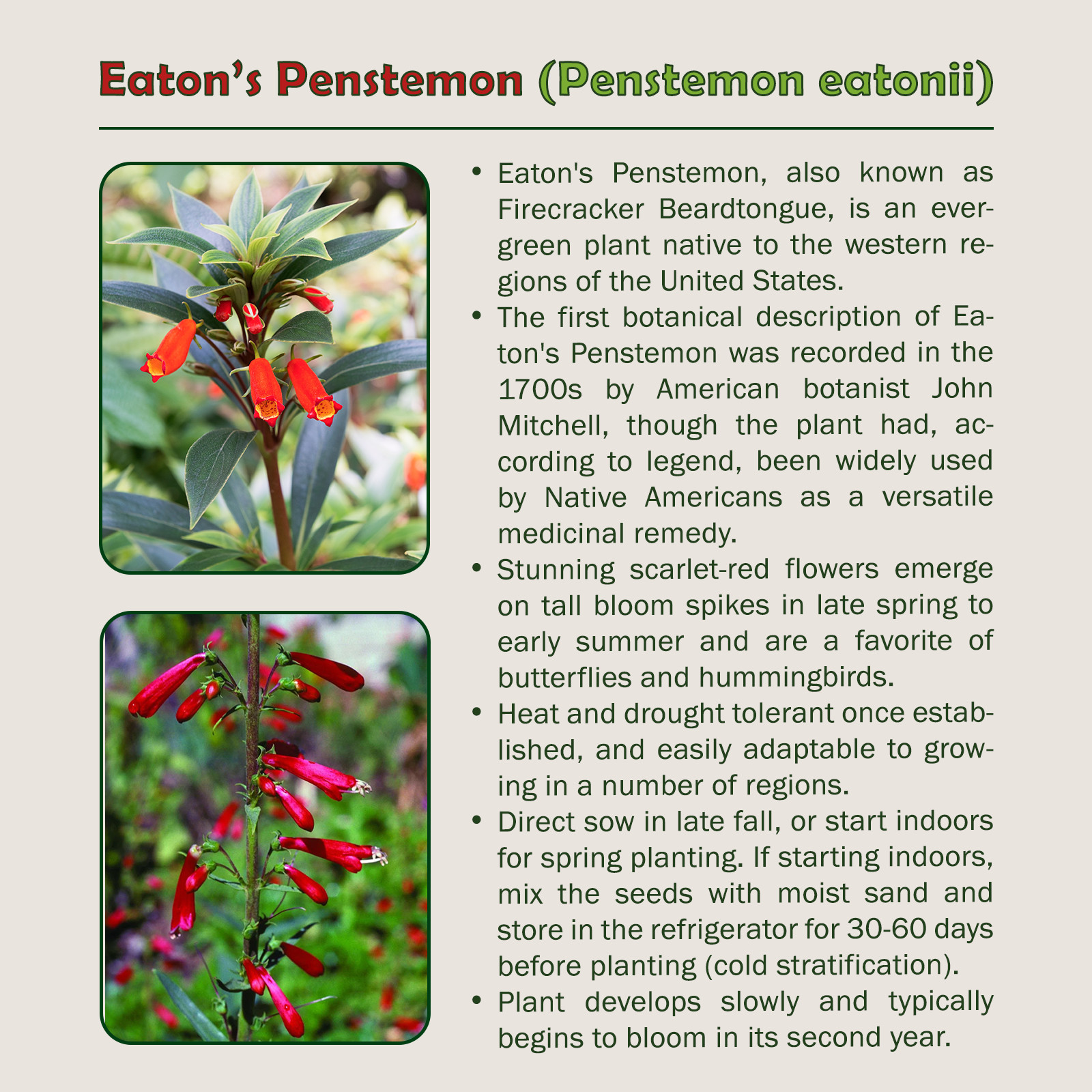 200 Eaton’s Penstemon Seeds, Firecracker Beardtongue, Bird & Butterfly Attractor