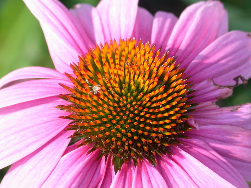 PURPLE ECHINACEA 101 SEEDS, CONEFLOWER, LARGE DAISY-LIKE FLOWERS, EZ TO GROW