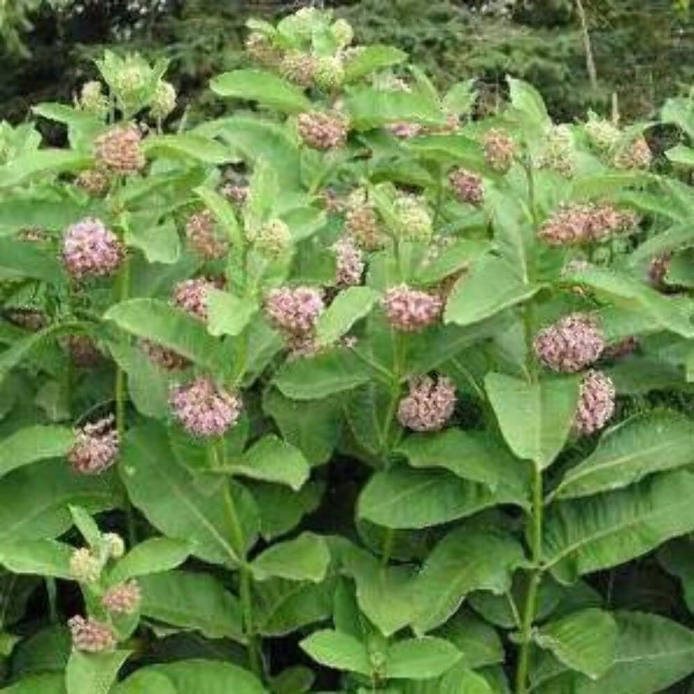Common Milkweed Seeds (Asclepias syriaca) ~Native Wildflower Pollinator Garden