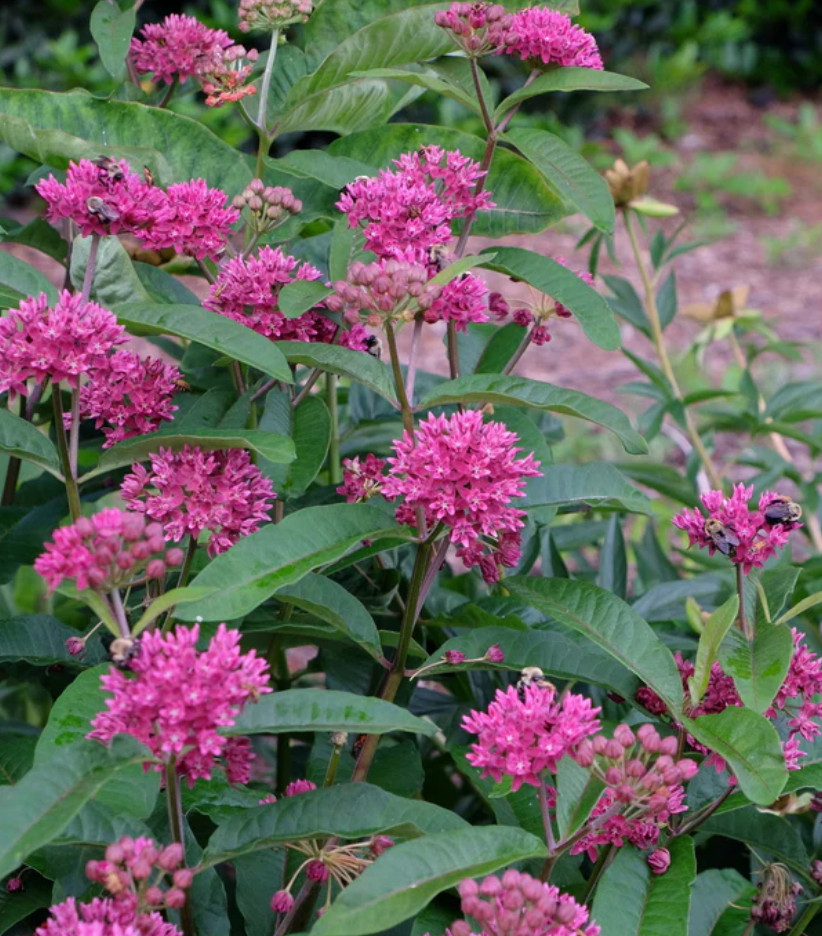 Purple Milkweed Plant – 3-8″ Tall – Native for Monarch Butterfly & Pollinator