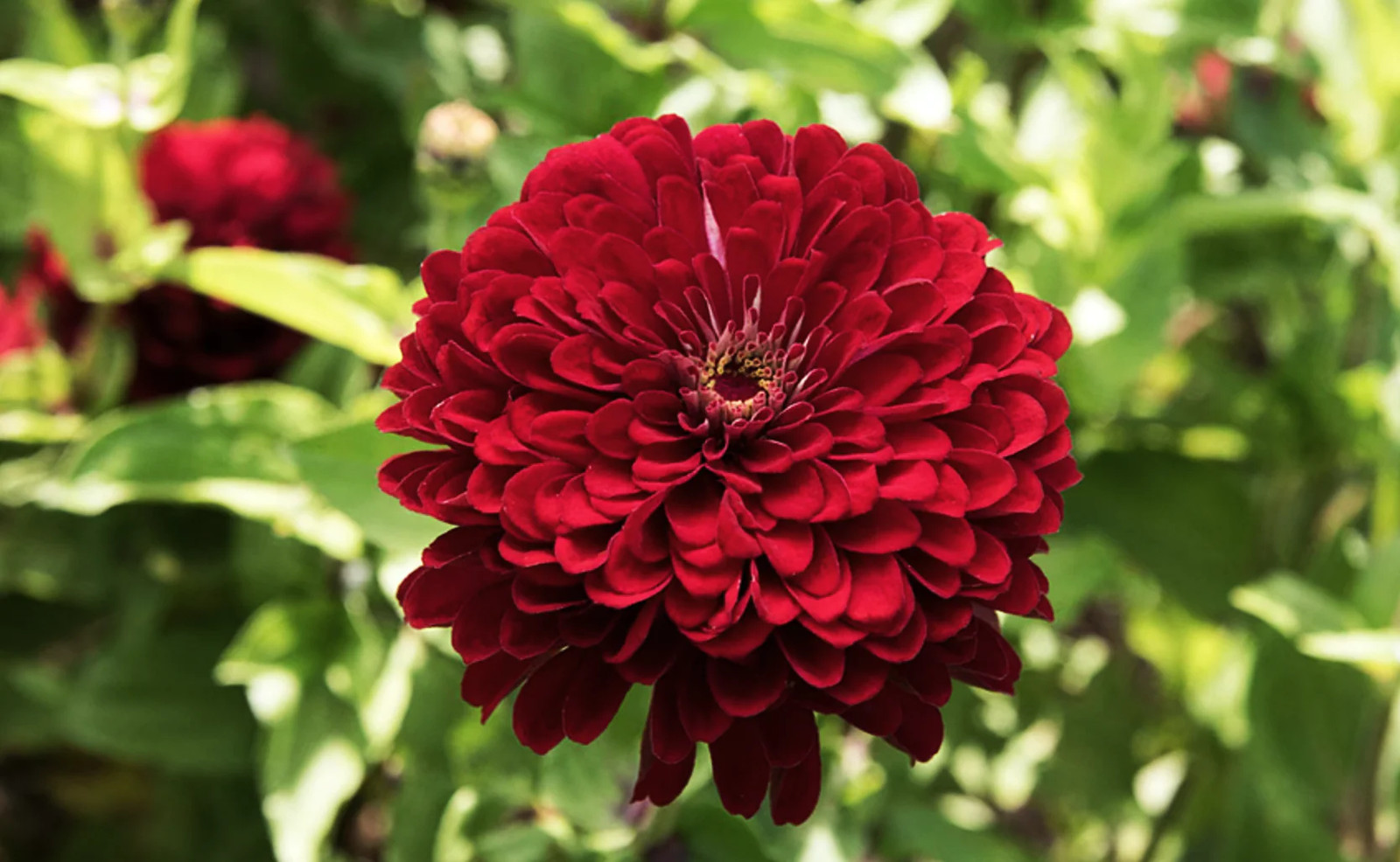 Meteor Burgundy Zinnia Seeds – For 2025 Planting Velvet Dark Red Maroon