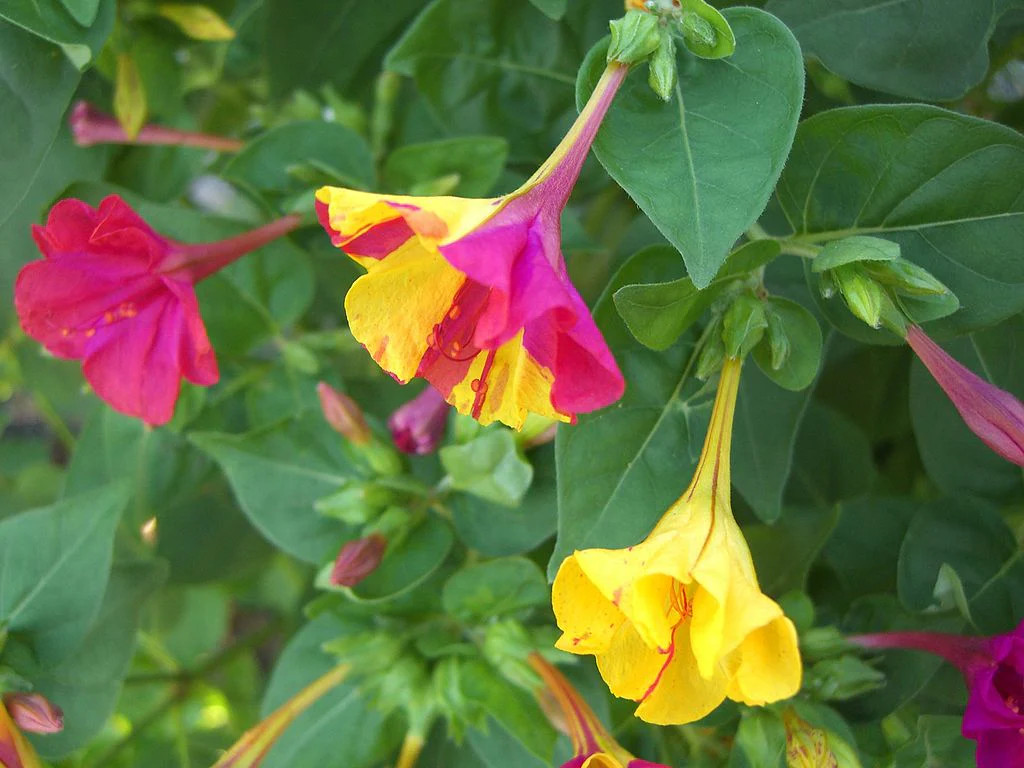 Pink And Yellow Four O’ Clock Seeds | Mirabilis Jalap Marvel of Peru Seed 2025