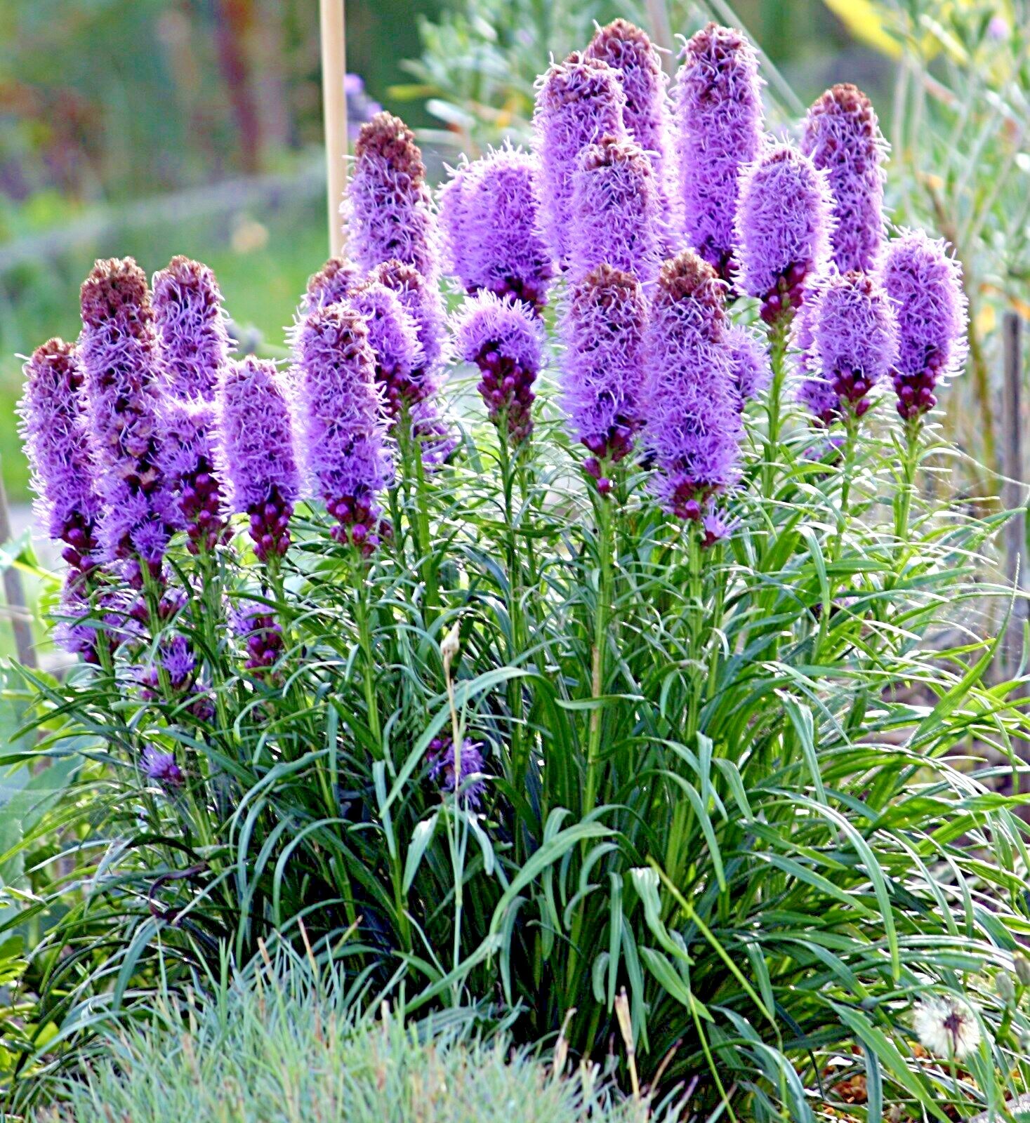 100+ MARSH Dense BLAZING STAR Seeds Gay Feather Native Wildflower Pollinators