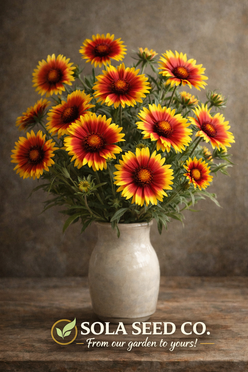 200 Blanketflower Seeds, Gaillardia aristata, Native Pollinator Wildflower