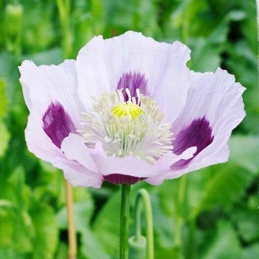Poppy Blue Moon – 100 seeds – White with Blue Purple Blotches – P. Somniferum