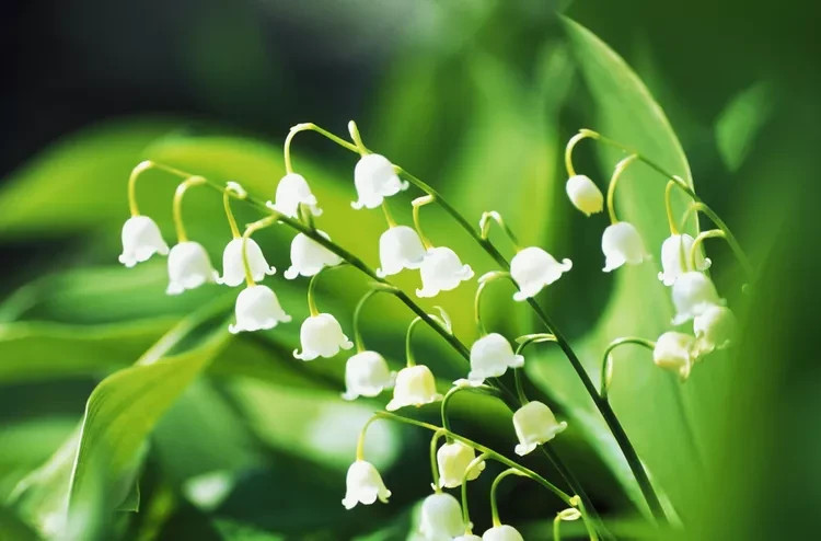 10 Lily of the Valley White Fragrant Flowers Convallaria Roots Live Plants Pips