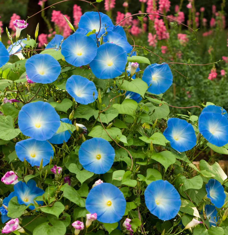 Morning Glory HEAVENLY BLUE Vine AAS Winner Heirloom Bees Love Non-GMO 100 Seeds