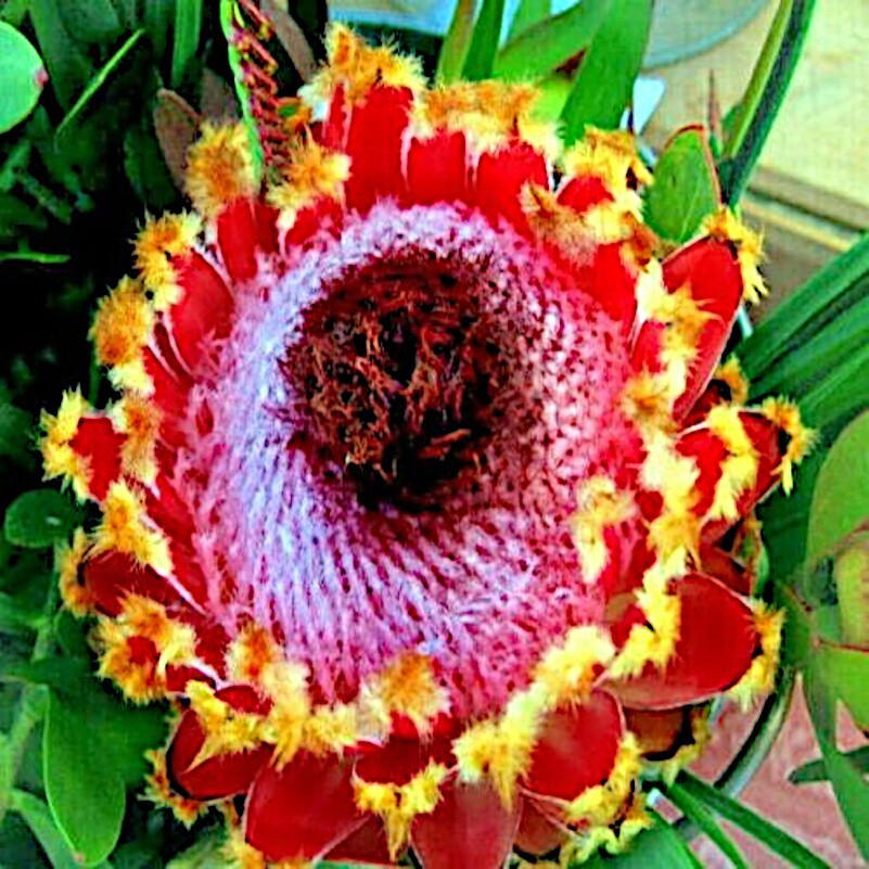 10 Queen (Protea magnifica) Seeds Rare South African “Woolly Beard” Flower