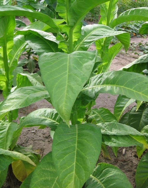 1000 Dominican Republic Olor Seeds ~ Fine Cigar Wrapper Nicotiana Tabacum