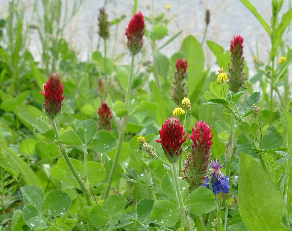 Crimson Clover 2 Pounds Seeds Ground Cover (2lb) Seeds