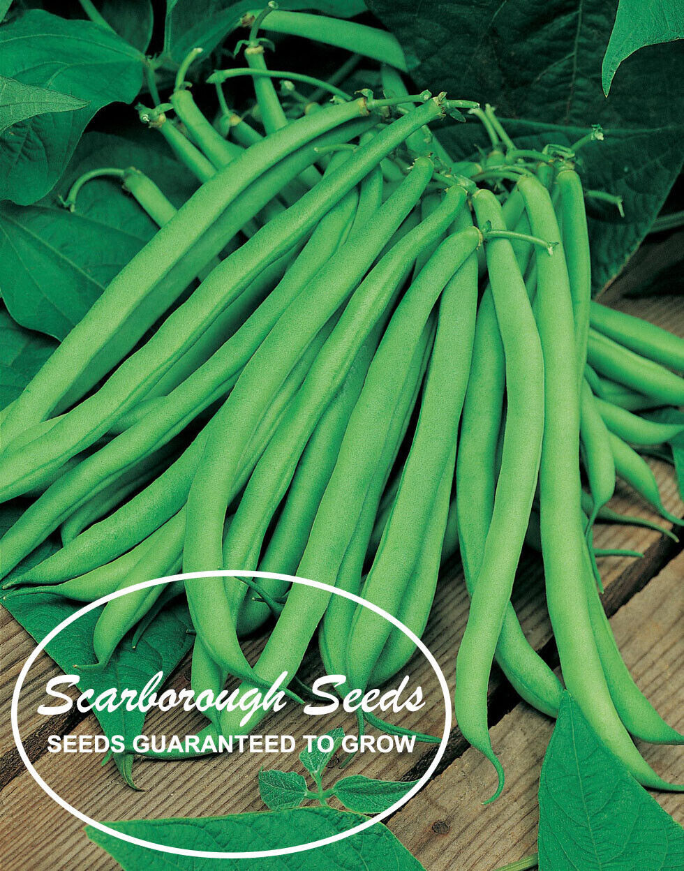 SCARBOROUGH SEEDS 30 Blue Lake Beans Seeds Heirloom Non GMO Bush