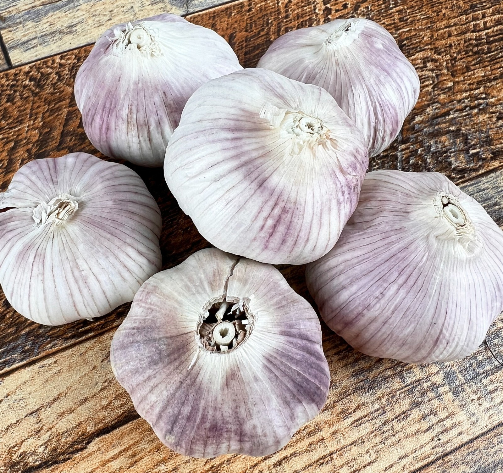 CHESNOK RED ORGANIC SEED GARLIC BULBS XL JUMBO LARGE BULB HEIRLOOM USA GROWN