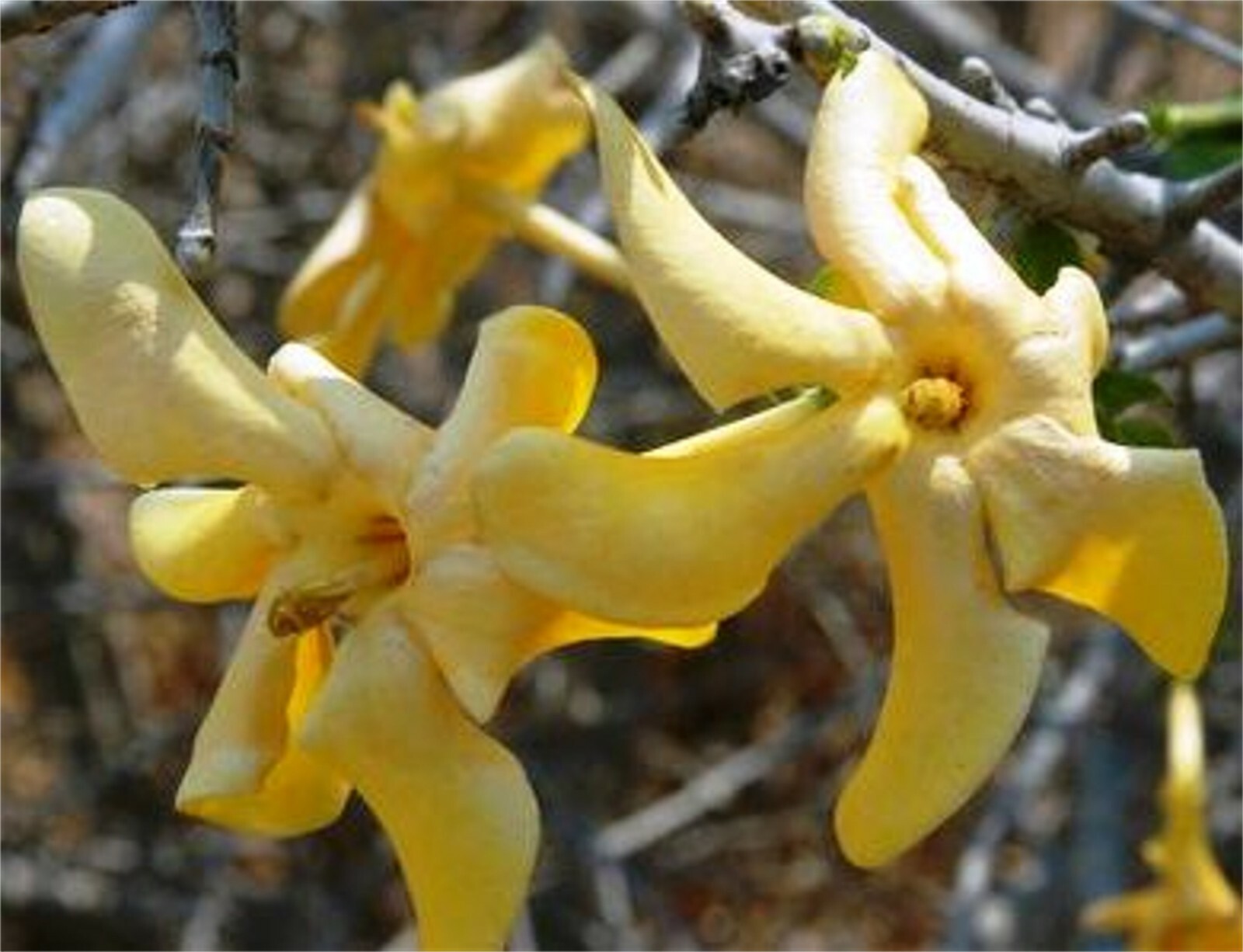 Gardenia Volkensii ssp Spathulifolia, Fragrant Shrub Or Small Tree 6 Seeds