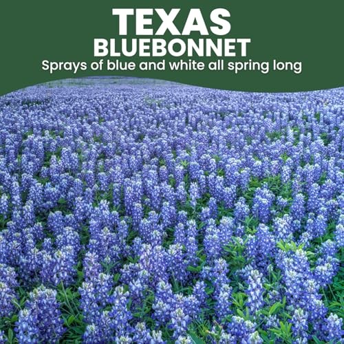 Texas Bluebonnet – 400 Seeds for Planting – 2026 Season – 0.5 Ounce 1/2 Ounce