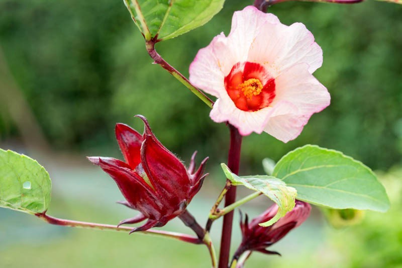 Roselle ‘Jamaica Sorrel’ Asian Sour Leaf (Hibiscus)Seeds 🌺 20 Seeds