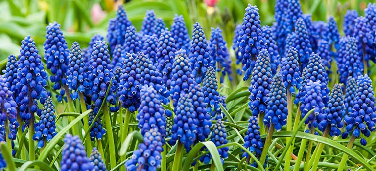 6 Blue Muscari bulbs (Grape Hyacinth) **Spring Planting
