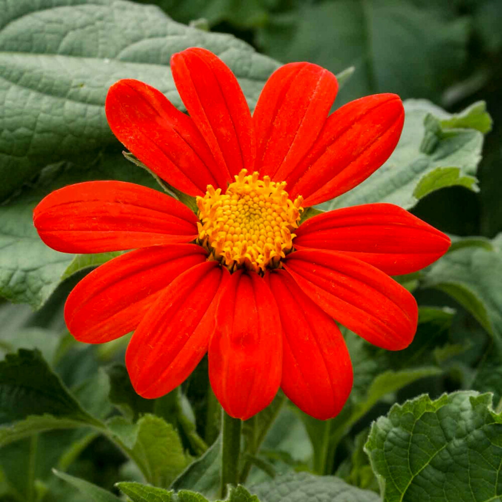 Mexican Sunflower (Tithonia), 50 Seeds Per Packet, Non-GMO
