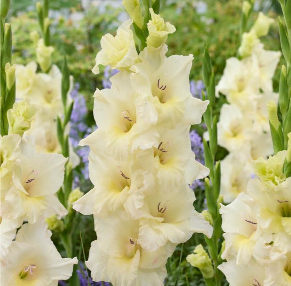 10 Pack Mix Gladiolus “Ivory Priscilla, Las Vegas, Esta Bonita” Corms Bulbs