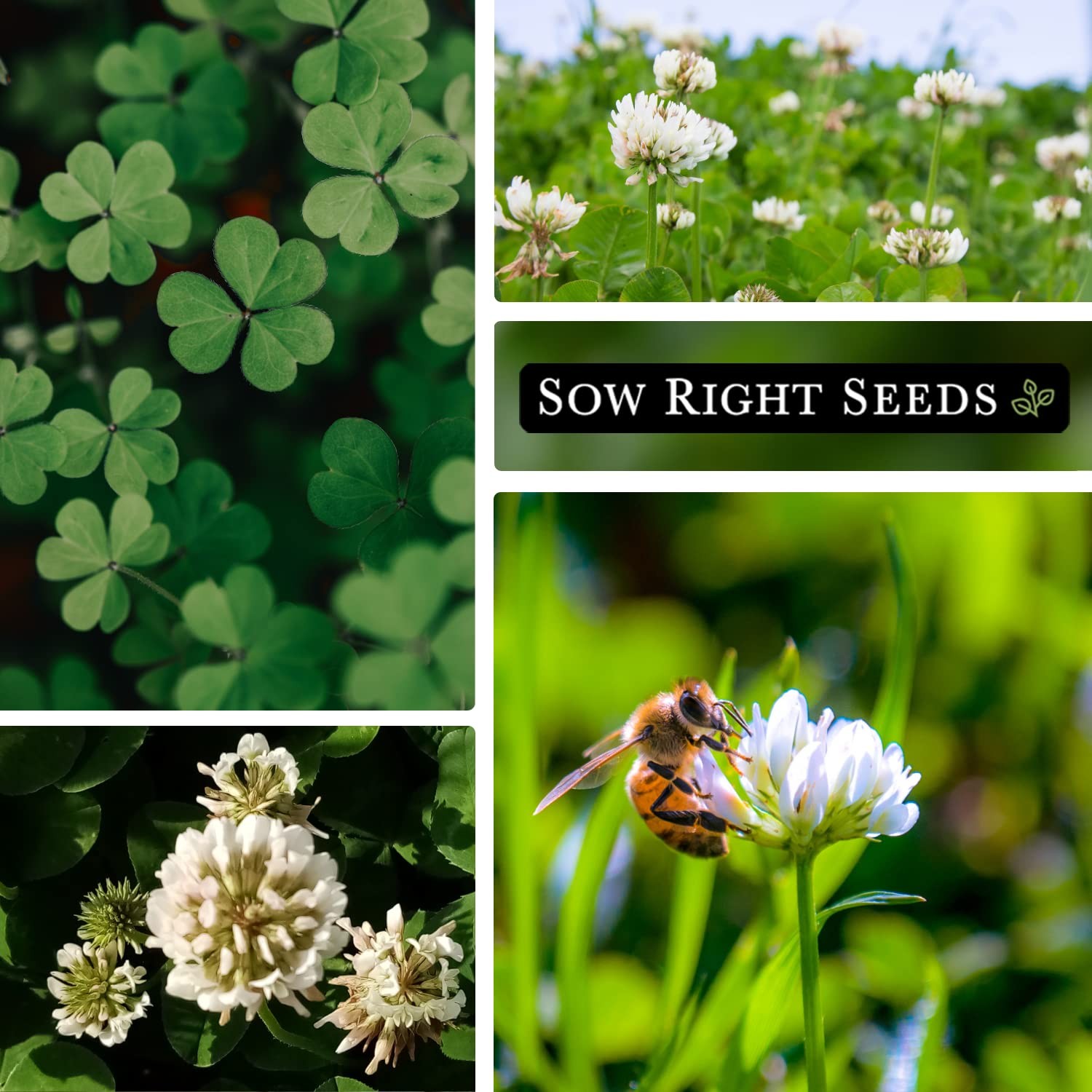 White Dutch Clover Seeds NonGMO Cover Crop for Gardens Attract Pollinators