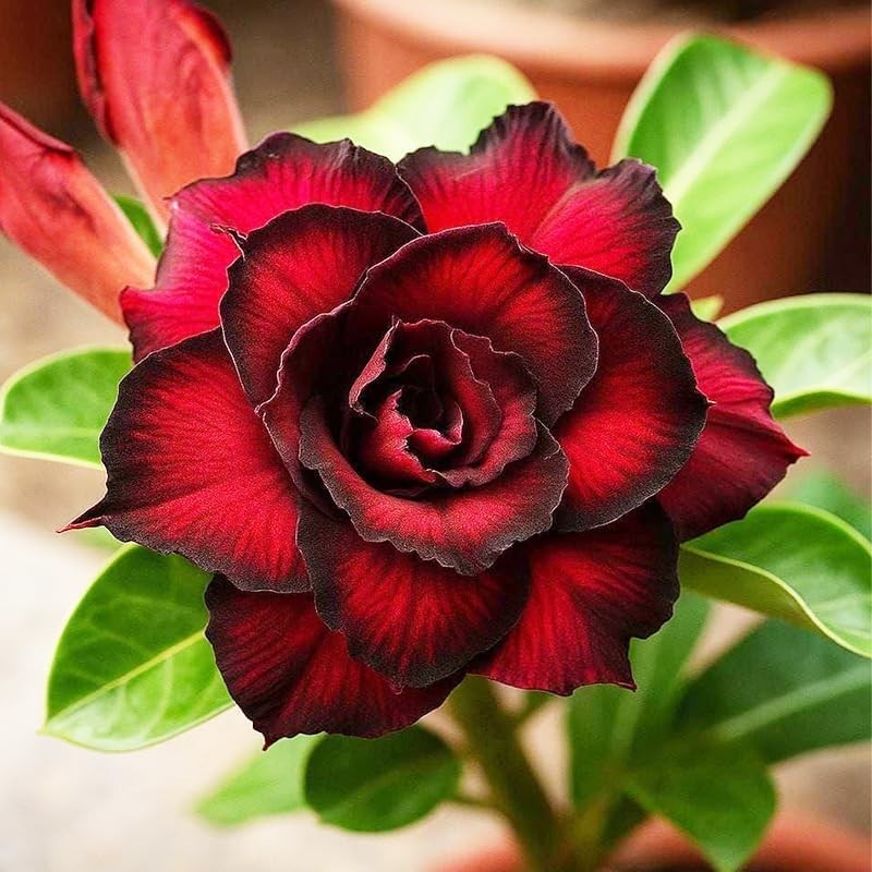 125+ Mixed Color Desert Rose Seeds for Planting – Adenium Obesum Succulent Seeds
