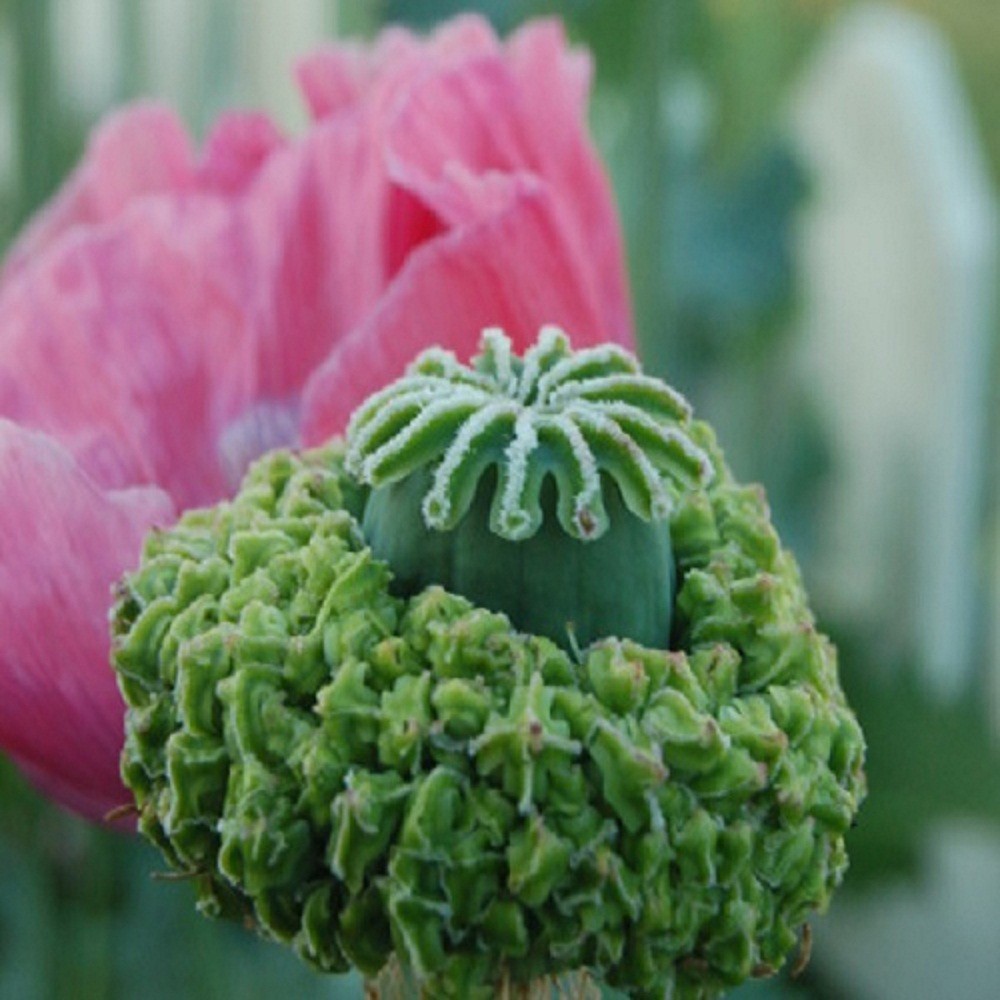 5,000+ Organic Hens and Chicks Papaever Somniferum Poppy Seeds For Planting