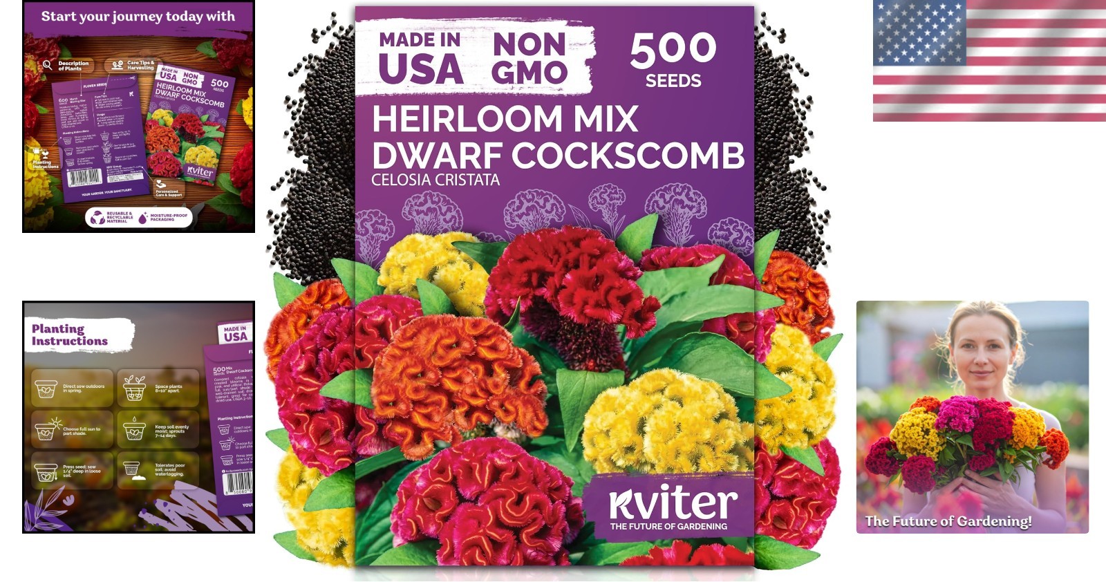 500 Multi-Color Cockscomb Flower Seeds – Easy-Care Dwarf Celosia for All Gardens