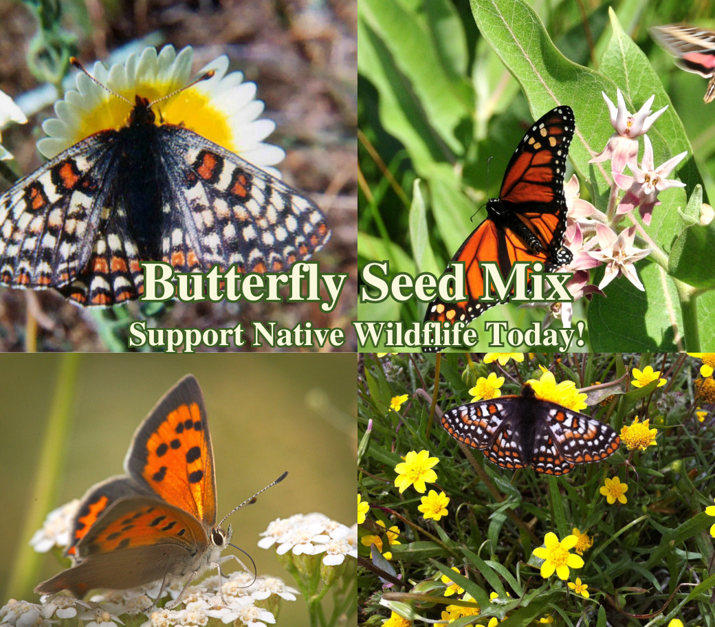 Butterfly Garden Seed Mix – Native California Wildflowers