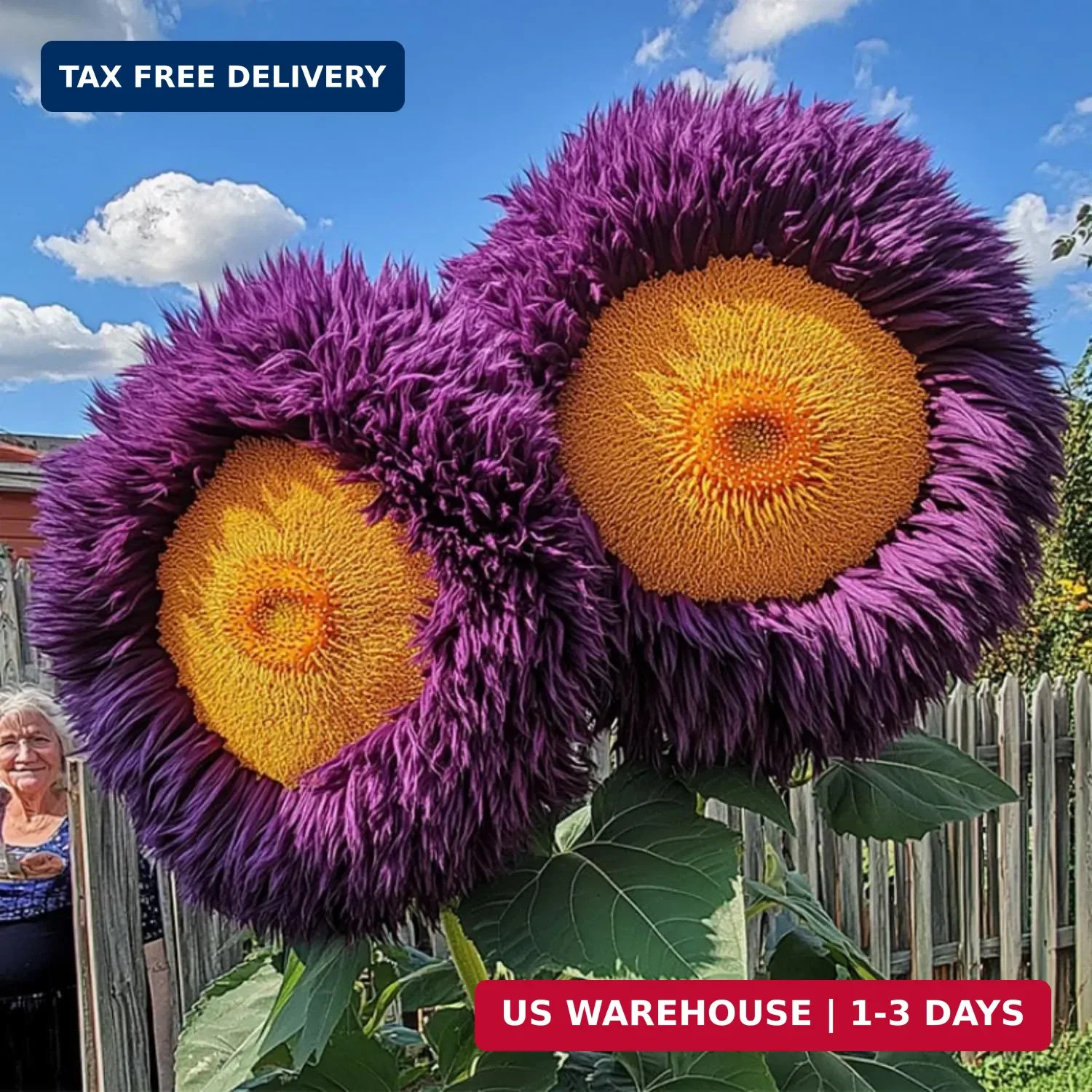 700+ Sunflower Seeds for Planting – Giant Teddy Bear Sunflower Heirloom Non-GMO